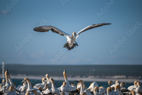 Obraz na płótnie Cape Gannet in flight with outstretched wings trying an accurate landing amongst