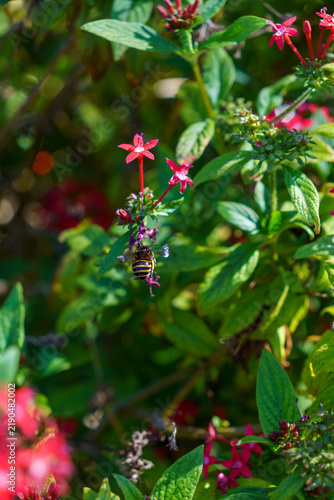 Fiori
