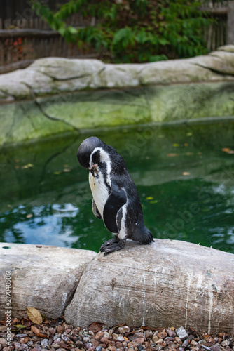 Humboldt Penguin Preening Its Chest Feathers on a Rock