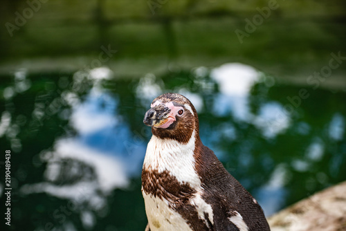 Brown and White Penguin Standing on a Rock by the Water