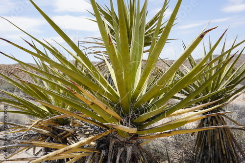 Mojave yucca (Yucca schidigera) close up; Joshua Tree National Park, California, United States of America