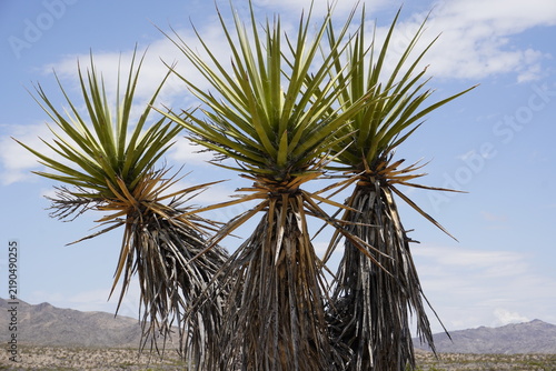 Close up of a Mojave yucca (Yucca schidigera) in Joshua Tree National Park, California, United States of America