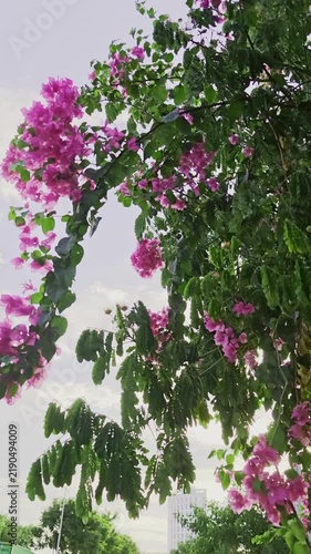 Blooming tropical shrub with pink flowers swaying in the wind. Bougainvillea. Slow-motion.