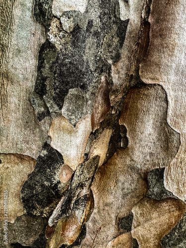 Obraz na plátně Peeling Patchwork Tree Bark — Smooth Layered Surface in Warm Neutrals and Deep C