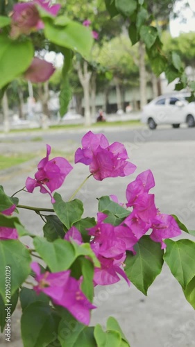 A view of a city road in Vietnam. Cars and motorcycles are traveling along the road.   Slow-motion.