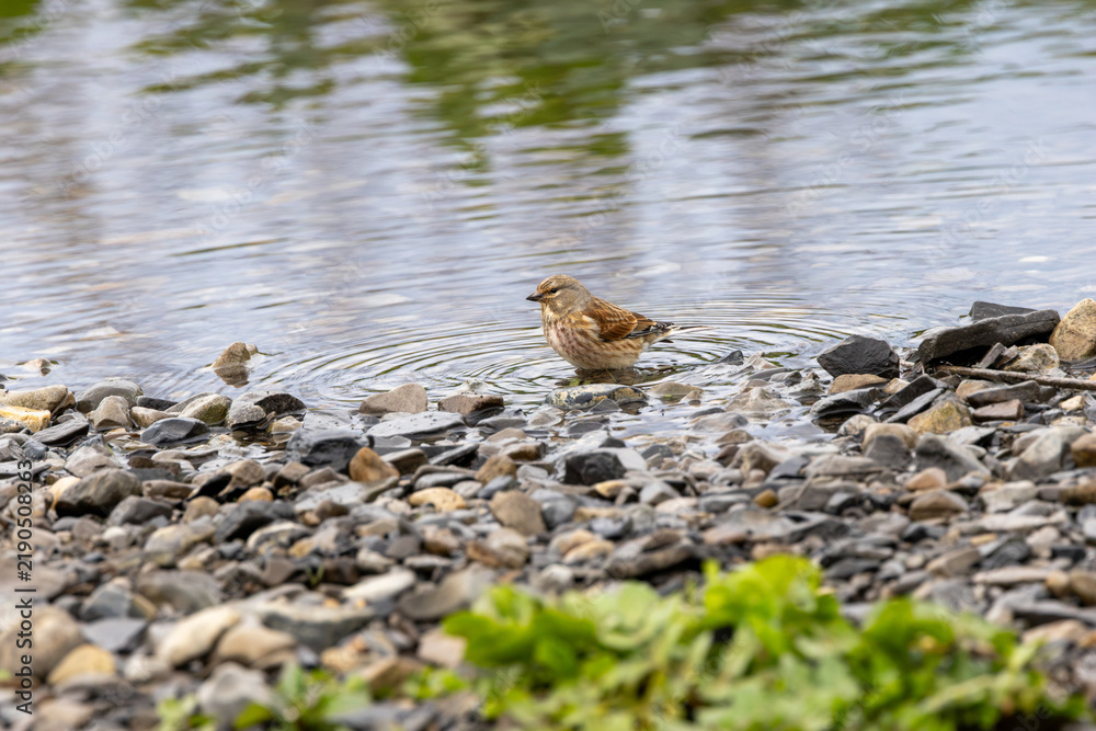 Fototapeta premium Common linnet standing in shallow water