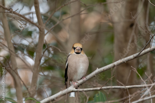 Obraz na płótnie Hawfinch Perched on Tree Branch in Quiet Winter Nature