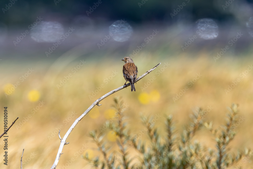 Fototapeta premium Common linnet perched over a summer meadow