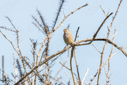 Photography Common linnet perched on a thorny branch