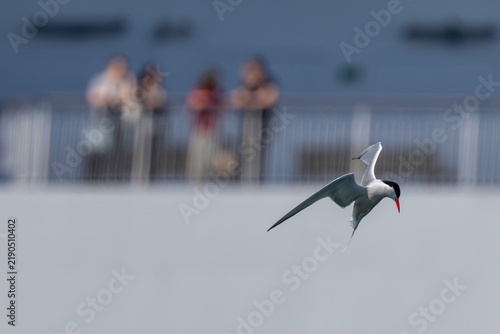 Canvas Print Adult common tern hovering over water