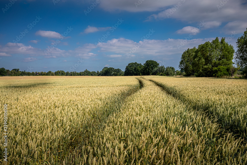 Obraz premium Wide angle view of a golden wheat field with tractor tracks under a blue summer sky