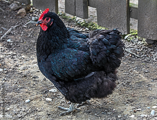 Foto Black chicken near the fence at the farm yard