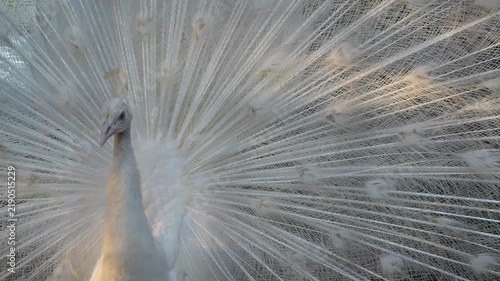 close up white peacock feather, cinematic shot from feathers to head