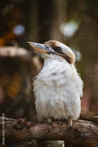  Laughing Kookaburra Perched on a Branch in a Zoo.