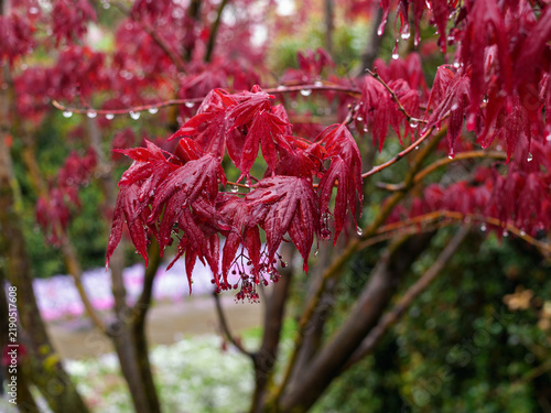 Bright red, deeply lobed leaves of the Japanese maple (Acer palmatum) in the rain.