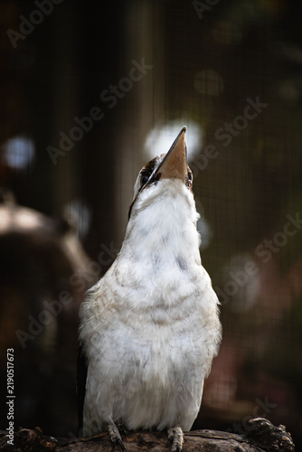 a Laughing Kookaburra Perched on a Branch