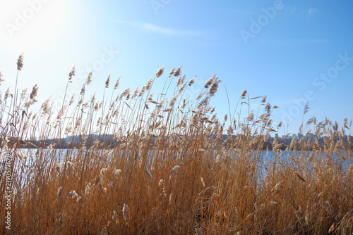 Dry reeds on riverbank against blue sky and city skyline