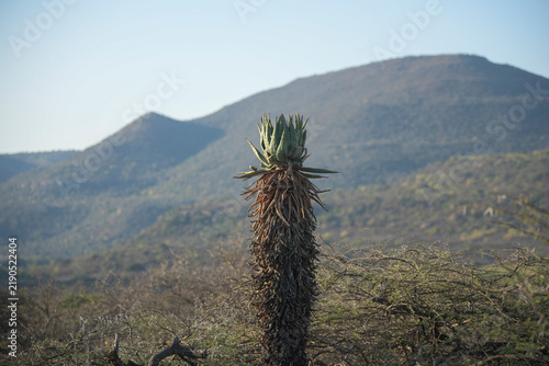 Фотография A tall bitter aloe plant with a thick trunk covered in dried leaves stands vertically in a semi arid landscape with another smaller aloe and rugged hills under a clear blue sky