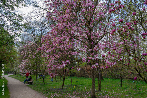 Картината върху платно Besucher erfreuen sich an wunderschönen rosa violette Magnolien Blüte im Rosenga