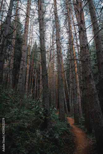 Foto Atmospheric path through a coniferous forest with tall trunks and soft evening light