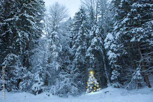 Winter forest with Christmas fir tree on snow.