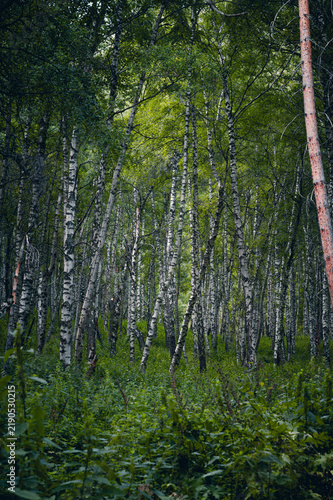 Quadro su tela Birch forest with white trunks and lush green undergrowth in the foreground