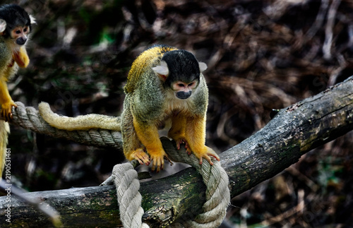 Obraz na płótnie Common squirrel monkey on the rope. Latin Name - Saimiri scuireus