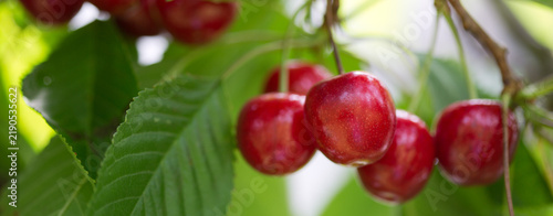 Red ripe cherries hanging on a tree in the garden.