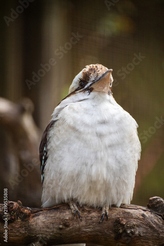 Laughing Kookaburra Resting on a Branch in Captivity