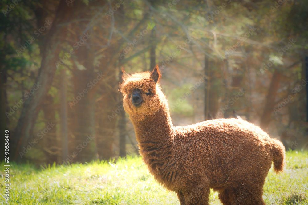 Fototapeta premium Young Brown Alpaca with Thick, Fluffy Fleece