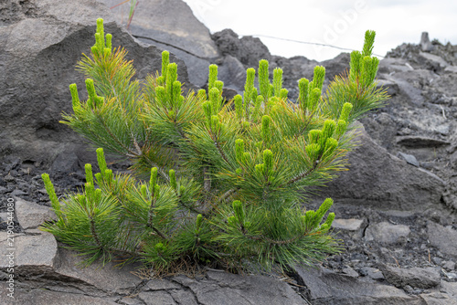 Young Japanese black pine growing on volcanic rock of Sakurajima volcano