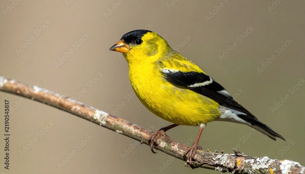 Obraz premium American goldfinch perched on a branch showing detailed yellow plumage and feather structure