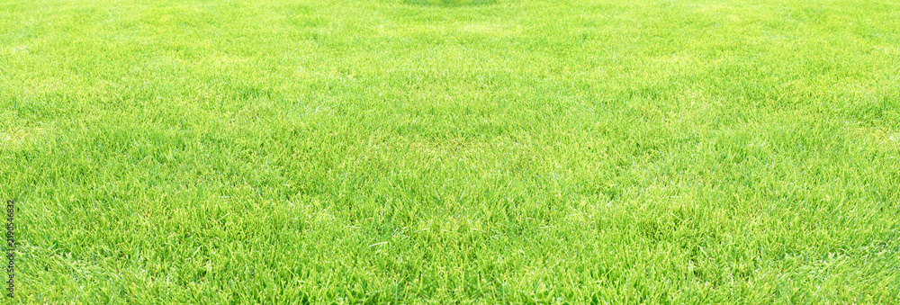 Fototapeta premium Fresh green grass lawn wide panoramic texture. Abstract sunny nature widescreen background