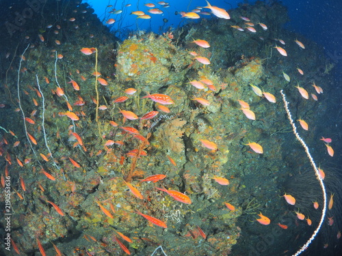 Bild auf Leinwand 西伊豆・田子の岩礁に群れる熱帯魚とムチカラマツ