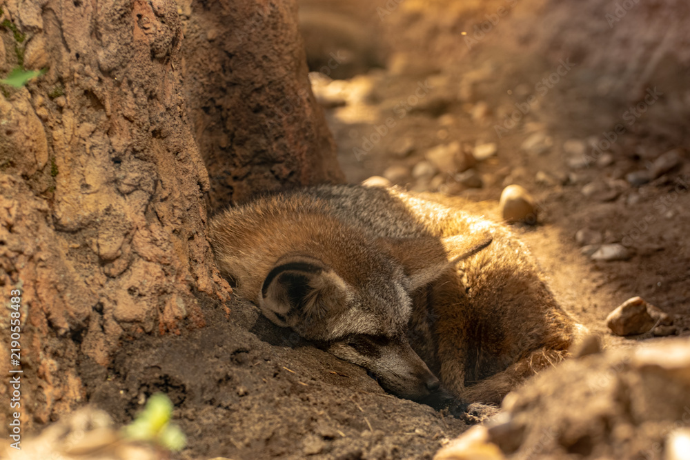 Obraz premium Bat-eared fox resting in shade under tree trunk