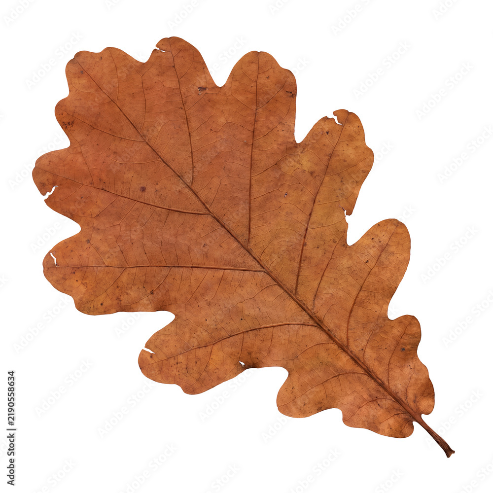 Fototapeta premium Autumn Oak Leaf Cutout Isolated On Transparent Background