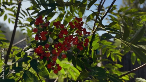 Rowan (Sorbus). A bunch of ripe bright red rowan berries among green leaves on a branch in the rays of the sun