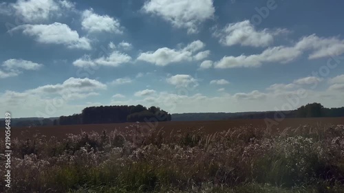 Panoramic view of a mown field with field grasses and a strip of dark forest under a clear blue sky with clouds