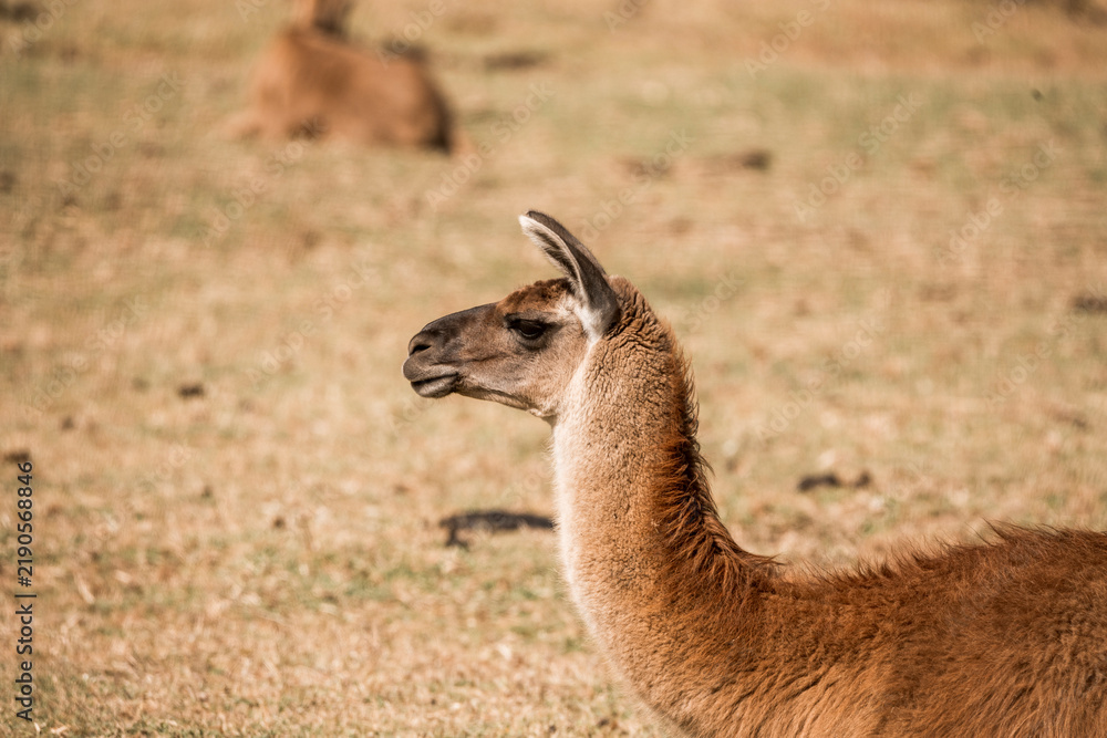 Fototapeta premium Side profile close-up of a brown llama standing in dry grassland with blurred herd in the background