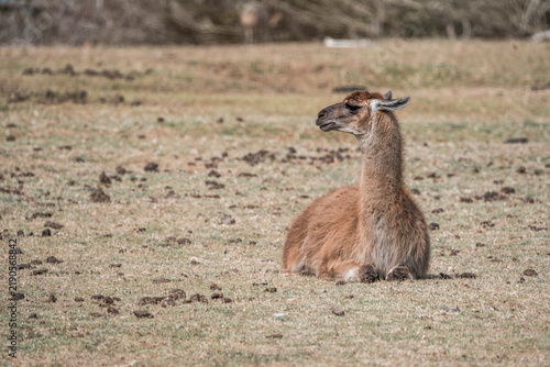 Fotografie Wild guanaco resting on dry grassland with sparse vegetation, side profile wildl