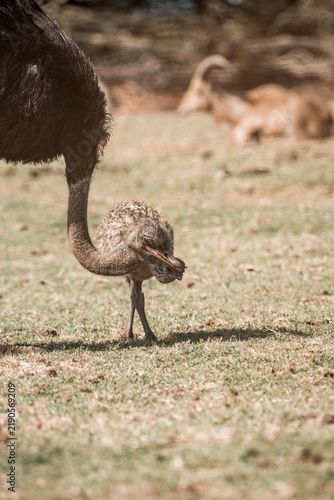 Fotografía Low-angle close-up of an ostrich pecking and foraging on dry grass in a sunlit p