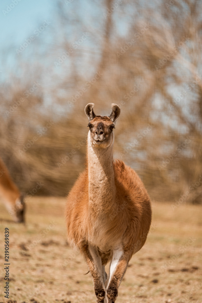 Obraz premium Llama standing in sunlit grassy field looking toward camera with shallow focus and blurred trees in the background