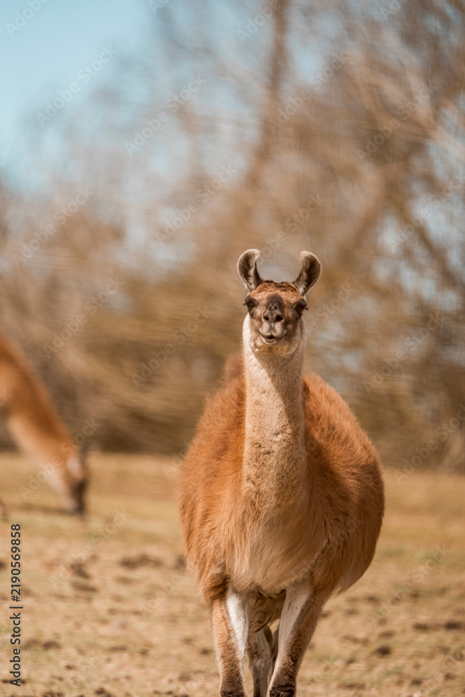 Fototapeta premium Guanaco standing in dry grass pasture with blurred trees behind, animal portrait of a wild camelid in natural habitat