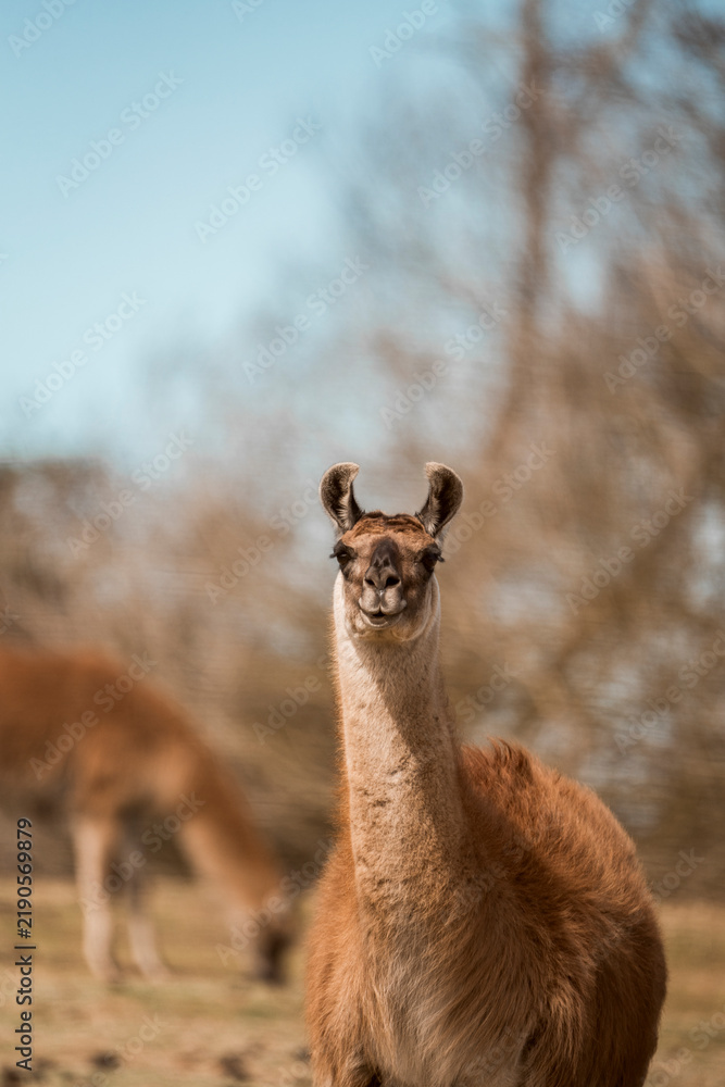Obraz premium Portrait of a curious brown llama standing in a sunlit pasture with blurred trees in the background