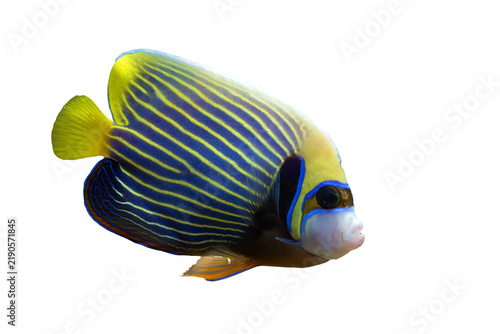 a Emperor Angelfish (Pomacanthus imperator) Isolated on clear background