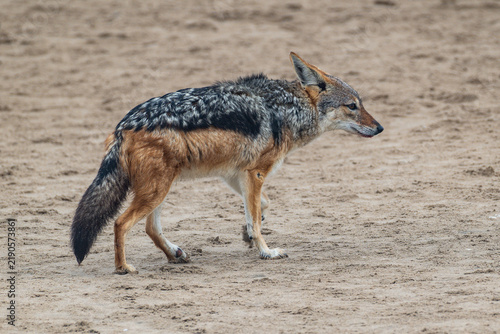 Plakat Black-backed Jackal in Namibia