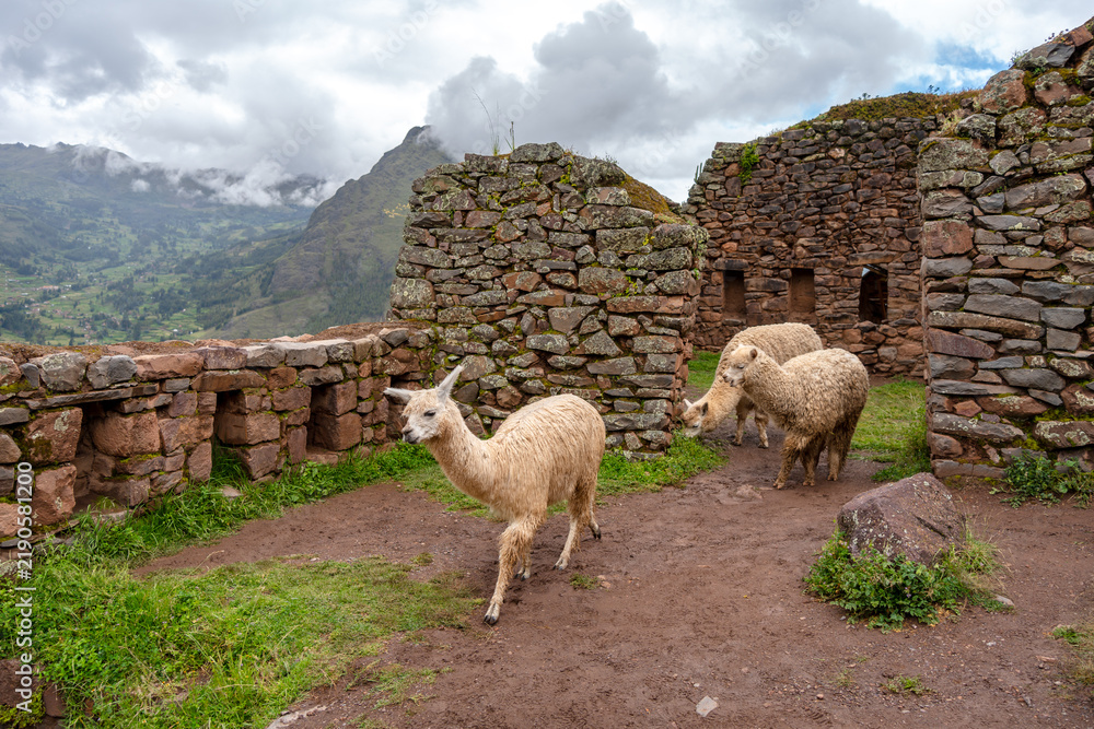 Fototapeta premium Llamas roaming among ancient Inca ruins at Pisac, Peru