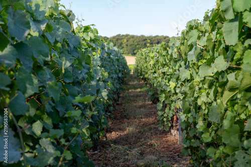Obraz na płótnie Cote des Blancs Grand Cru vineyards with chardonnay grapes in rows near Cramant