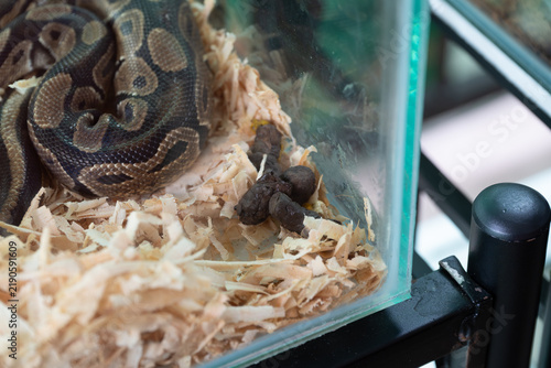Foto Close-up of a patterned ball python snake coiled quietly on light wood shaving substrate
