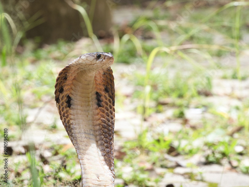 фотографія Naja kaouthia or monocled cobra deadly serpent living on a dry leaf in the fores